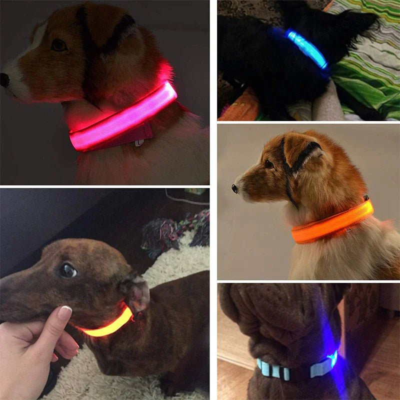 Glowing Safety LED Dog Collar - For Our Little One